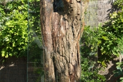 bomen over bomen